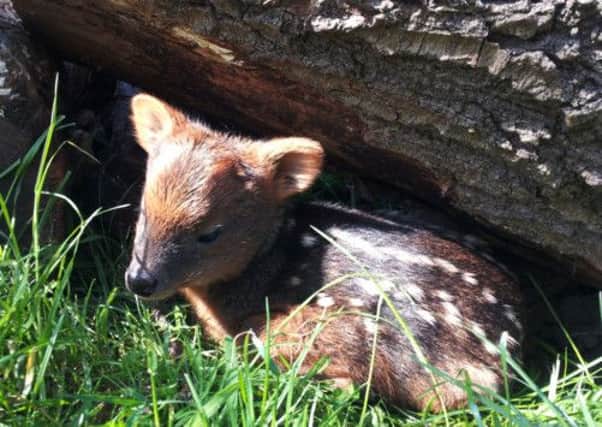 The 12-day-old baby pudu in Bristol Zoo Gardens. Picture: PA