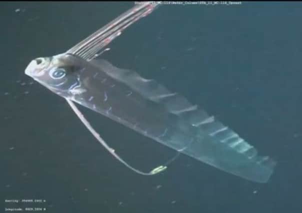 The oarfish. Picture: comp