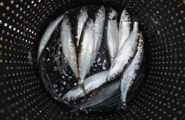 The call came after the Faroese decision to set massive mackerel and herring quotas this year. Picture: Getty
