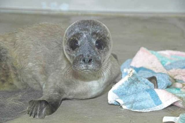Clipper the seal pup is making a recovery. Picture: PA