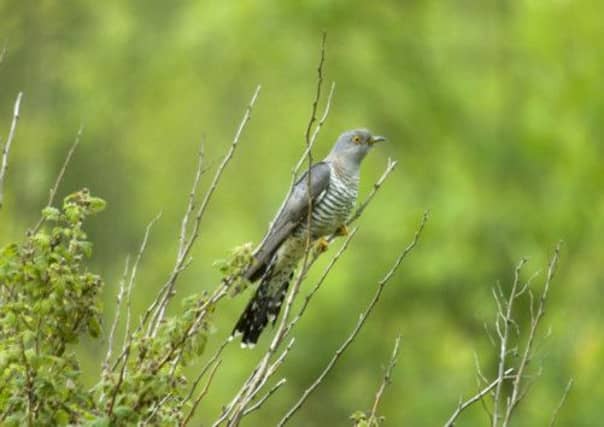 The cuckoos migrate to Africa each year. Picture: RSPB/ Contributed