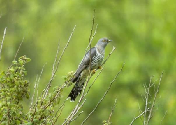 The cuckoos migrate to Africa each year. Picture: RSPB/ Contributed