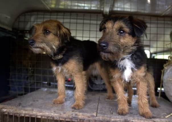 Exceptions for working dogs such as these terriers were agreed in other areas of the UK. Picture: Ian Rutherford