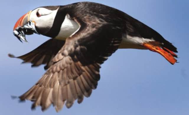 A puffin carries off sand eels. The natural return of native red fescue grass on Craigleith Island is tackling tree mallow. Picture: Jane Barlow