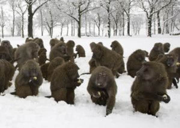A file photo of some of Knowsley Safari Park's baboons. Picture: PA