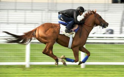 Animal Kingdom is the first Kentucky Derby winner to race at Royal Ascot since Omaha in 1936. Picture: PA