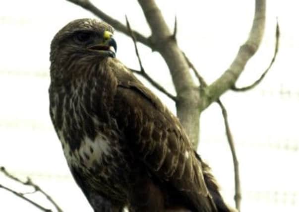 A gamekeeper who poisoned a common buzzard has been fined £4.450. Picture: Justin Spittle/TSPL
