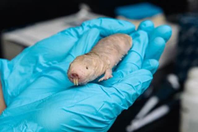 The tunnel-dwelling mole rat appears to be immune to cancer, though it can live 30 years. Picture: PA