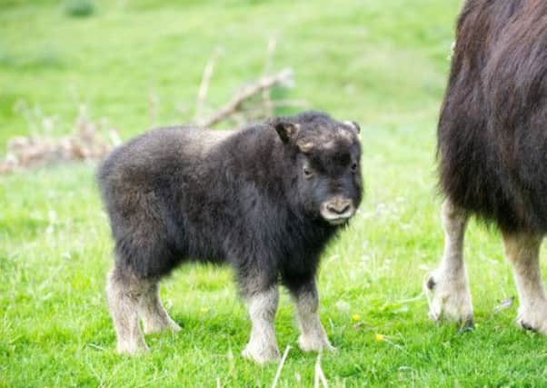 Highland Wildlife Park's female musk-ox, Karin, has given birth to the Park's first ever musk-ox calf. Picture: Contributed