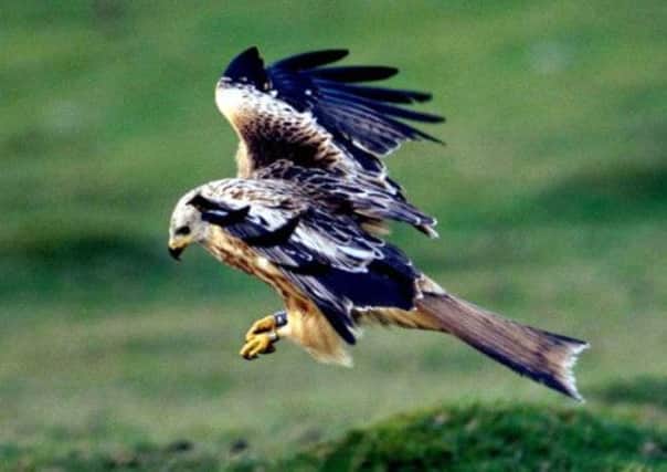 Police are appealing for information after a red kite was found dead in woodland in Aboyne. Picture: PA/RSPB