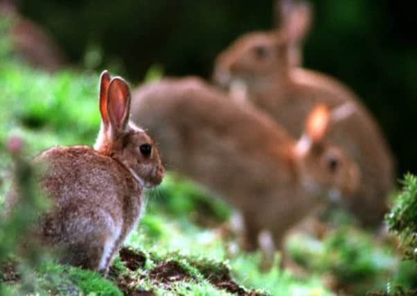 The MoD's decision is good news for rabbits