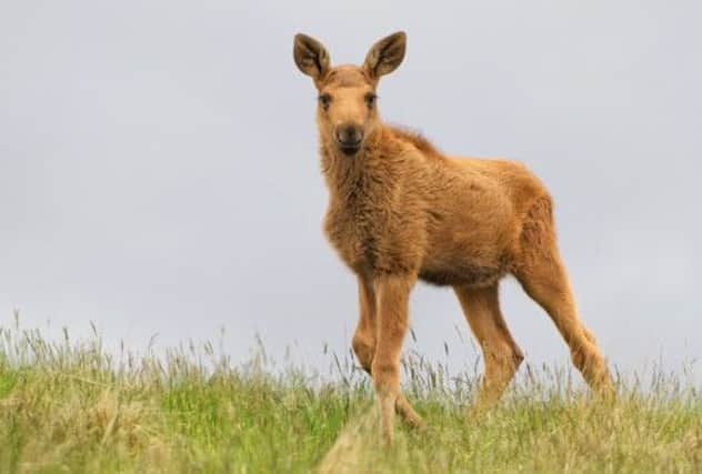 The new arrival: the European elk calf was born to mum Olivia and dad Bob. Picture: Alex Riddell