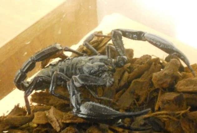 It is thought that the scorpion hitched a ride back to Scotland from Borneo in a suitcase. Picture: SSPCA