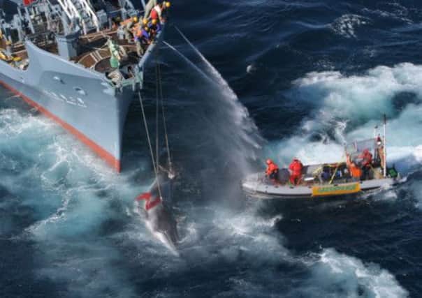 A file photo of a Japanese whaling ship, with a Greenpeace ship close behind. Picture: AP