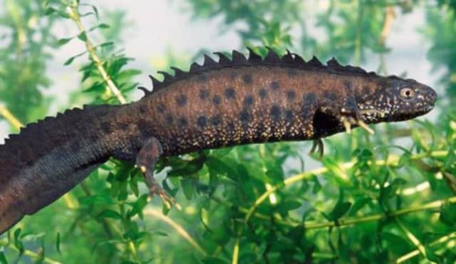 Great crested newts: Native to the Scottish Highlands. Picture: Complimentary