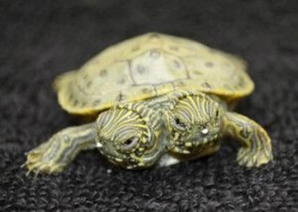 The two-headed turtle, which has been named 'Thelma and Louise.' Picture: AP