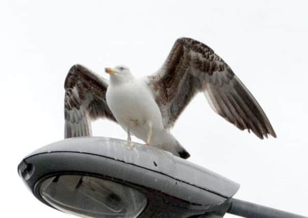 Seagulls have been attacking members of the public across Fife. Picture: Johnston Press