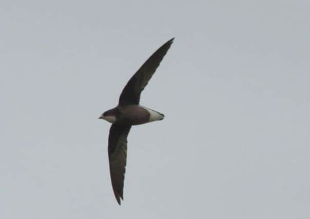 The white-throated needletail died after hitting a wind turbine. Picture: submitted