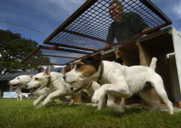 Racing terriers at the Fair. Picture: TSPL