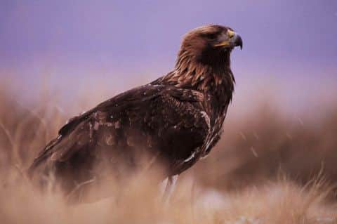 Golden Eagles: target for wildlife criminals. Picture: PA