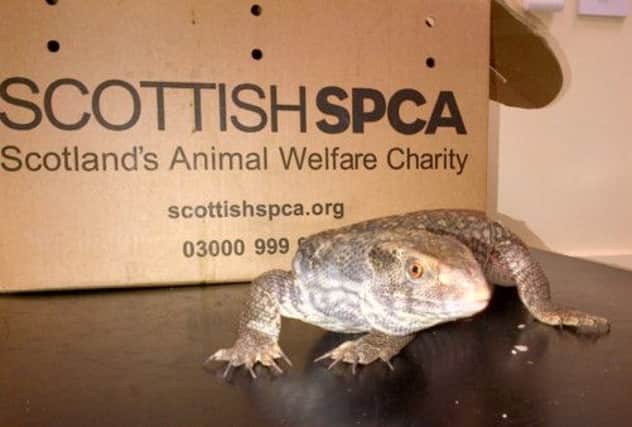 Lulu the Bosc monitor lizard was found abandoned in the disabled toilet at an Edinburgh branch of Asda. Picture: Contributed