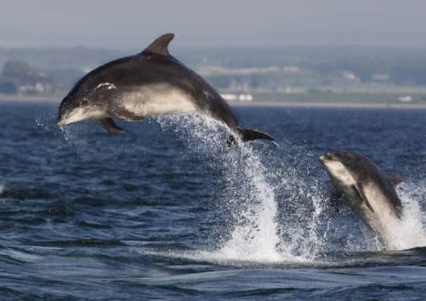 Stock picture of a bottlenose dolphin. Picture: Contributed