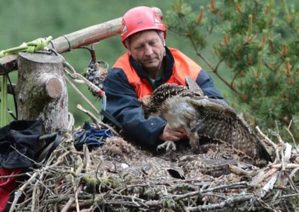 Tony Lightley from the Forestry Commission tags the three osprety chicks. Picture: Neil Hanna