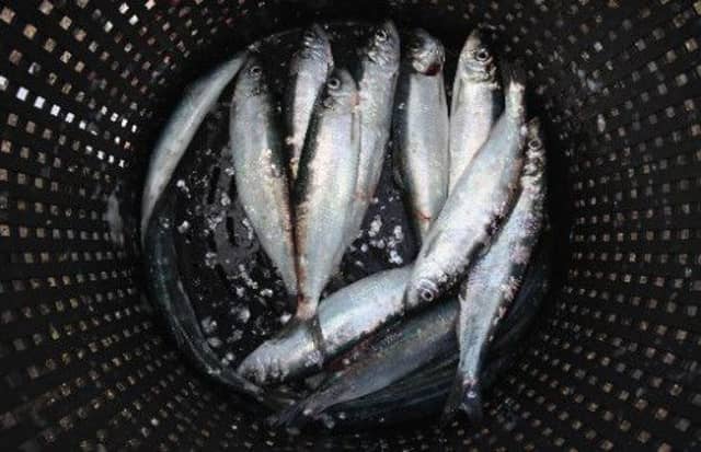 Herring caught off the West coast of Scotland is being 'sustainably fished'. Picture: Getty
