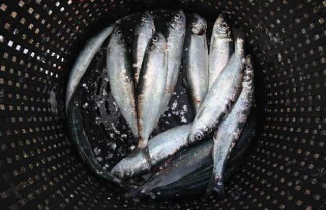 Herring caught off the West coast of Scotland is being 'sustainably fished'. Picture: Getty