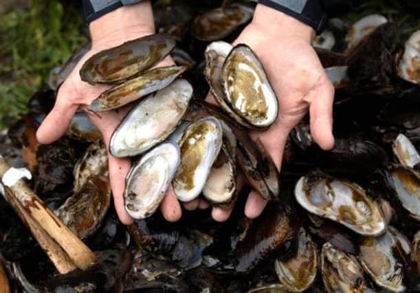 Scottish freshwater pearl mussels are an endangered species and protected under the Wildlife and Countryside Act. Picture: Ian Rutherford