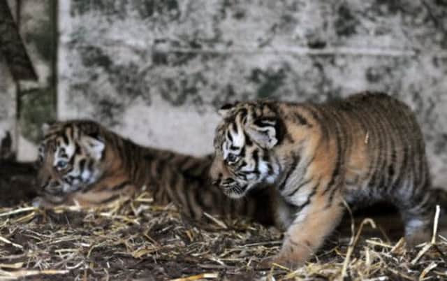 Dominika with her new Amur tiger cubs at Highland Wilidlife Park. Picture: Hemedia