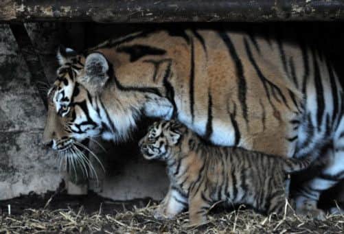 Dominika with her new Amur tiger cubs at Highland Wilidlife Park. Picture: Hemedia