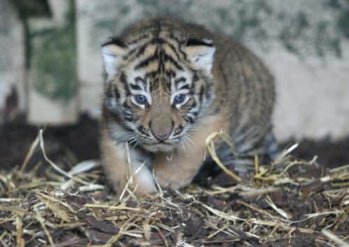 One of the five-week-old tiger cubs born at the Highland Wildlife Park. Picture: Peter Jolly