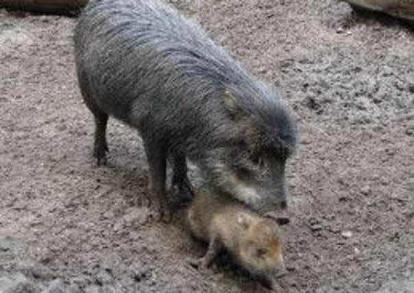 A White-lipped Peccary. Picture: Contributed