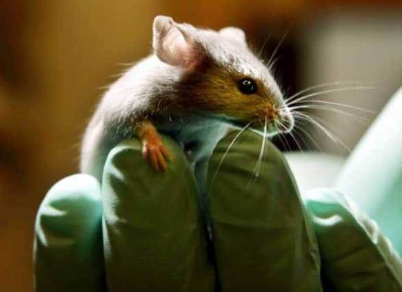 Human 'mini-livers' have been observed functioning in the bodies of mice similar to this. Picture: AP