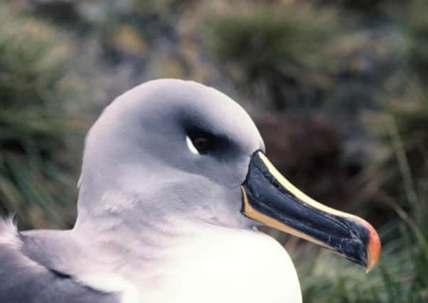 A grey headed albatross, one of the species under threat from rats and mice in South Georgia. Picture: PA