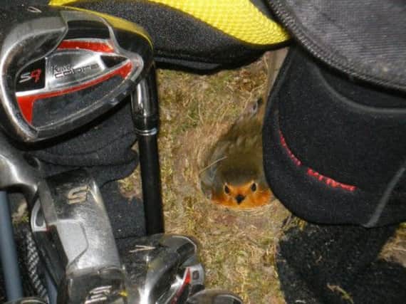A stowaway found in RSPB member Jim Nisbet's golf bag. Picture: Hemedia