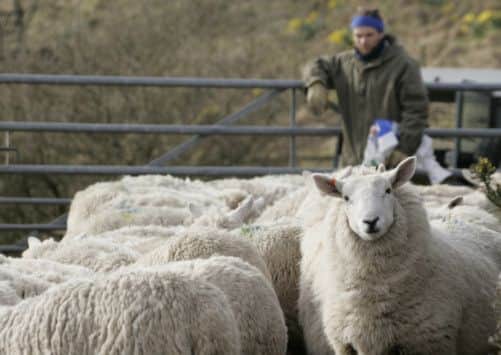 Sheep farming on Islay. Picture: RSPB
