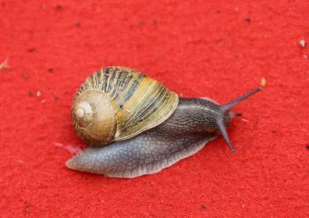 A snail on the red carpet at Cannes. The providence of the French delicacies has sparked a row. Picture: AFP/ Getty