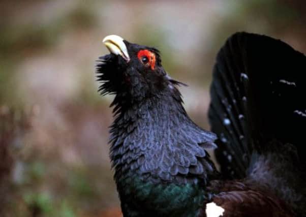 A capercaillie, whose numbers are dwindling in Scotland. Picture: PA/ RSPB