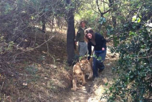 A picture from Lauren Fagen's Facebook page shows her walking lion cubs. Picture: Complimentary