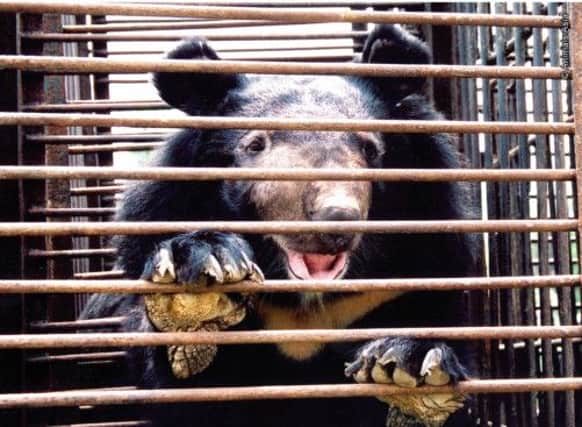 One of the many thousands of bears which are kept caged in China as part of the lucrative trade in traditional remedies. Picture: Contributed