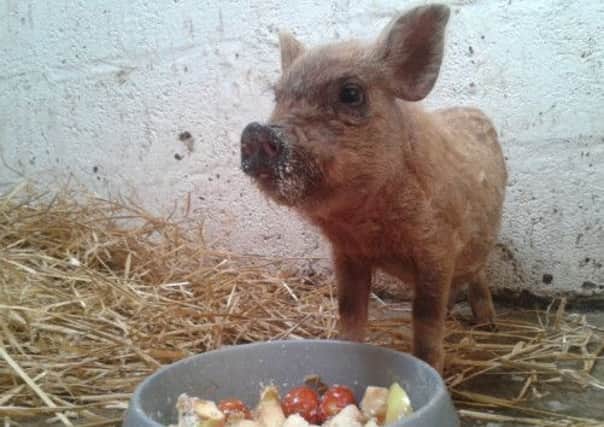 Georgie the piglet is being cared for at the SSPCA centre in Aberdeen. Picture: SSPCA