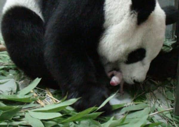 Yuan Yuan takes care of her panda cub, which is bottle-fed milk by keepers at Taipei Zoo. Picture: Getty