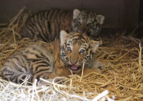 Murray, front, and Viktor, the Amur tiger cubs named in honour of Andy Murray's Wimbledon triumph. Picture: Peter Jolly