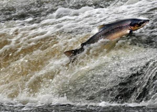 Atlantic salmon numbers have suffered a severe drop in the River Ness region. Picture: PA