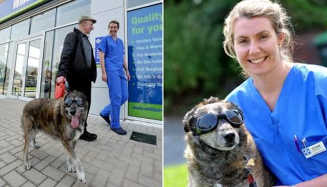 Bugsy, 10, can now walk in the sunshine again with his new doggles. Picture: Newsteam