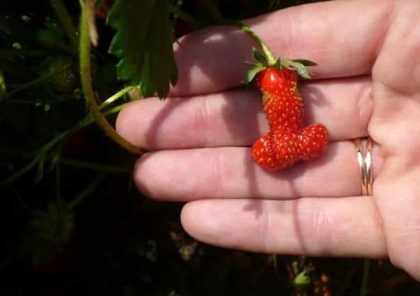 Carole plans to put the strawberry up as a raffle prize. Picture: Hemedia