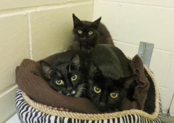 The three cats have been named Lisa, Edna and Betty. Picture: SSPCA