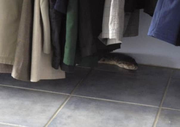 The python slithers amongst clothes at a charity shop in the town of Ingham, Queensland. Picture: Queensland Police/ AP